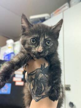 Dopey -  Domestic Short Hair Cat for Adoption in Salisbury, Maryland - Dopey | PetCurious
