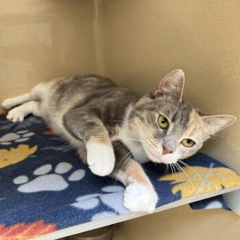Cream Puff -  Dilute Calico and Calico Cat for Adoption in Clarksville, Virginia - Cream Puff | PetCurious