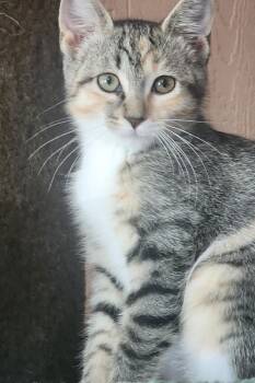 Emily-Courtesy Listing -  Dilute Calico and Tabby Cat for Adoption in Decorah, Iowa - Emily-Courtesy Listing | PetCurious