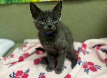 Domestic Short Hair Cats Available for Adoption in Moreno Valley, California - GEORGIE | PetCurious