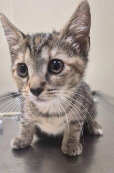 Sable -  Domestic Short Hair Cat for Adoption in Christiansburg, Virginia - Sable | PetCurious