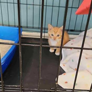 Rescue Domestic Short Hair Cats for Adoption in Inwood, West Virginia - Sir Surge | PetCurious