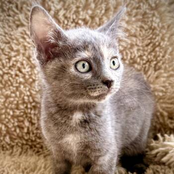 Domestic Short Hair Cats Available for Adoption in Long Beach, California - Silvia | PetCurious