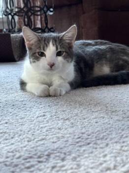 Domestic Short Hair Cats Available for Adoption - Harry | PetCurious