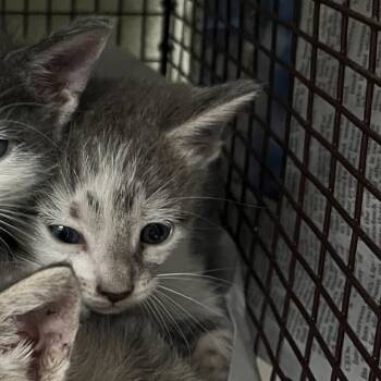 Rescue Domestic Short Hair Cats for Adoption in San Antonio, Texas - Hans | PetCurious