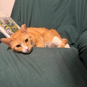 Domestic Short Hair Cats Available for Adoption - June | PetCurious