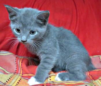 Rescue Domestic Short Hair Cats for Adoption in Lexington, Virginia - Chicago | PetCurious