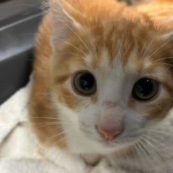 Abner -  Domestic Short Hair Cat for Adoption in Jeffersonville, Indiana - Abner | PetCurious