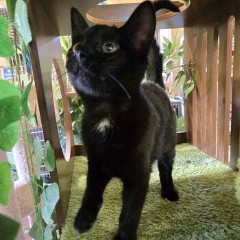 Sketchers -  Domestic Short Hair Cat for Adoption in Park Falls, Wisconsin - Sketchers | PetCurious