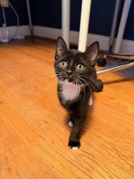 Nick (must be adopted with a sibling) in Foster Care -  Domestic Short Hair Cat Available for Adoption in Ellicott City, Maryland - Nick (must Be Adopted With A Sibling) In Foster Care | PetCurious