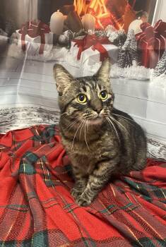 Rescue Domestic Short Hair Cats for Adoption in Elyria, Ohio - Rebel | PetCurious