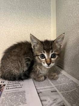 Rescue Domestic Short Hair Cats for Adoption in Dallas, Texas - MOXIE | PetCurious