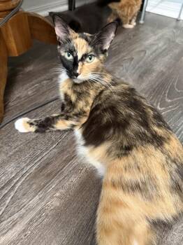 Lenora -  Domestic Short Hair Cat for Adoption - Lenora | PetCurious