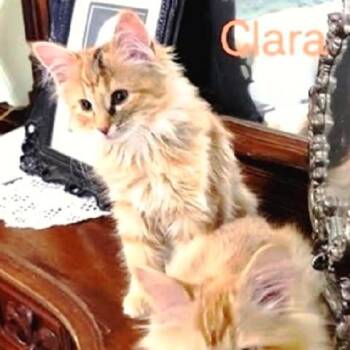 Rescue Tabby Cats for Adoption in Millcreek, Utah - Clara | PetCurious