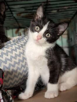 Amanda -  Domestic Short Hair Cat for Adoption in Tilton, Illinois - Amanda | PetCurious