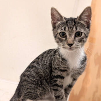 Rescue Domestic Short Hair Cats for Adoption in Starkville, Mississippi - Benny | PetCurious