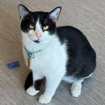 Domestic Short Hair Cats Available for Adoption - Ribbit | PetCurious