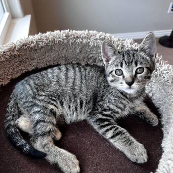 Domestic Short Hair Cats Available for Adoption in Bentonville, Arkansas - Odie | PetCurious