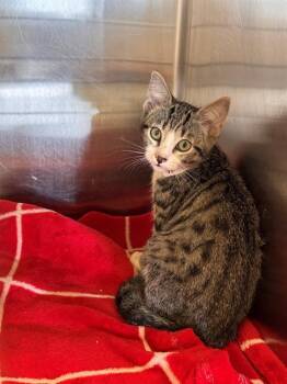 HOLLY -  Domestic Short Hair Cat for Adoption in Tustin, California - HOLLY | PetCurious