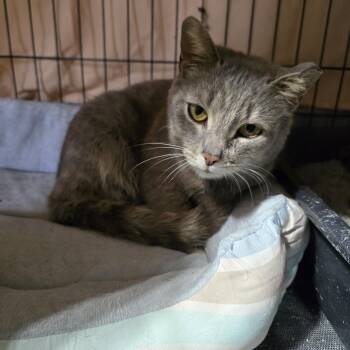 Dilute Calico Cats Available for Adoption - Lovebug | PetCurious