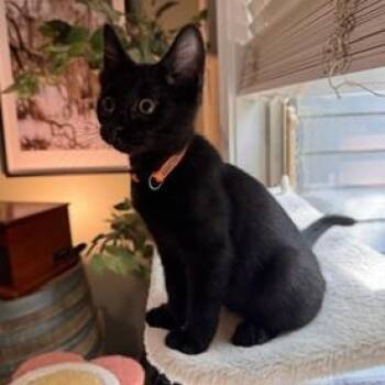Panther -  Domestic Short Hair Cat for Adoption in Southern Pines, North Carolina - Panther | PetCurious