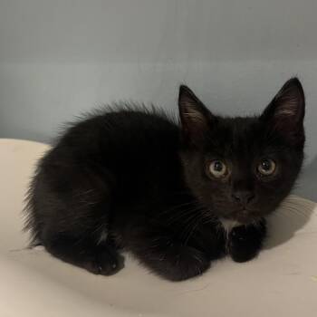 Norma -  Domestic Short Hair Cat for Adoption in Chattanooga, Tennessee - Norma | PetCurious