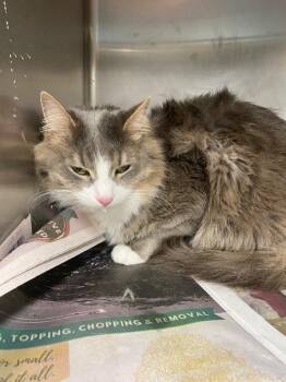 Domestic Short Hair Cats Available for Adoption in Hopkinsville, Kentucky - Kelvin/Milo | PetCurious