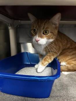 Keven -  Domestic Short Hair Cat for Adoption in Montreal, Quebec - Keven | PetCurious