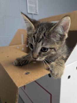 Butternut Squash -  Domestic Short Hair Cat for Adoption in Cincinnati, Ohio - Butternut Squash | PetCurious