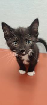 Rescue Domestic Short Hair Cats for Adoption in Fort Worth, Texas - Tom | PetCurious