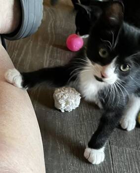 Domestic Short Hair Cats Available for Adoption in Tallahassee, Florida - BOOTS | PetCurious