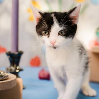 Tiffany Kreft-Gutierrez -  Domestic Short Hair Cat for Adoption in Morrison, Colorado - Tiffany Kreft-Gutierrez | PetCurious