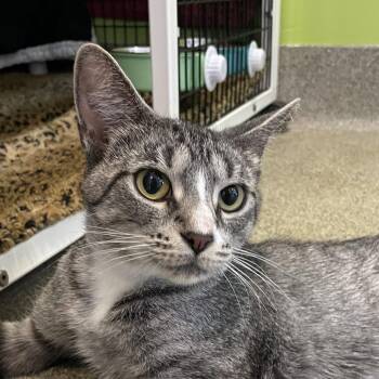 Pistachio -  Domestic Short Hair Cat for Adoption in Chicago, Illinois - Pistachio | PetCurious