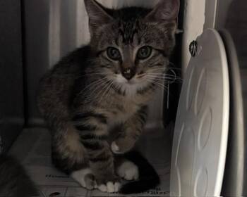 GERALD -  Domestic Short Hair Cat for Adoption in Olathe, Kansas - GERALD | PetCurious