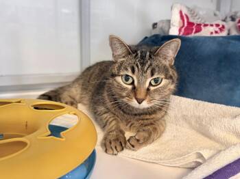 Funyan -  Domestic Short Hair Cat for Adoption in Raleigh, North Carolina - Funyan | PetCurious