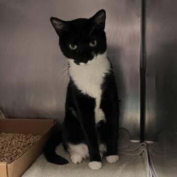 Domestic Short Hair Cats Available for Adoption in Nashville, Tennessee - Sashimi | PetCurious