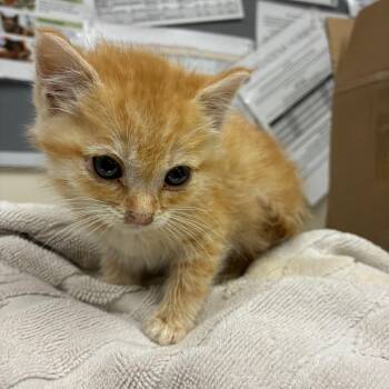 Rusty -  Domestic Medium Hair Cat for Adoption in Pasadena, California - Rusty | PetCurious