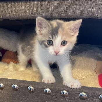 Dilute Calico Cats Available for Adoption in Wyandotte, Michigan - Baby Lucy - FIV - Loves Dogs | PetCurious