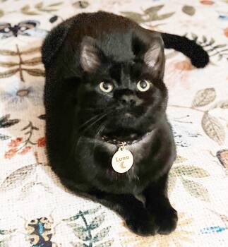 Luna -  Domestic Short Hair Cat Available for Adoption in Philadelphia, Pennsylvania - Luna | PetCurious