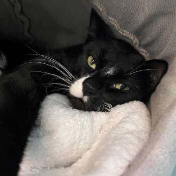 Domestic Medium Hair Cats Available for Adoption - Brock | PetCurious