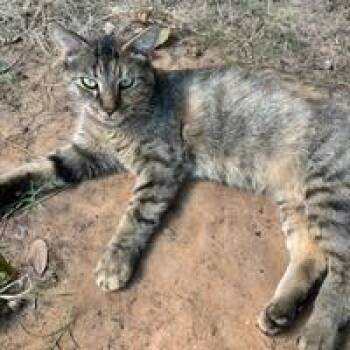 Rescue Domestic Short Hair Cats for Adoption in Boerne, Texas - Cantina Crispy Taco | PetCurious