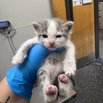 Mittens the Destroyer -  Domestic Short Hair Cat for Adoption in Columbiana, Alabama - Mittens The Destroyer | PetCurious