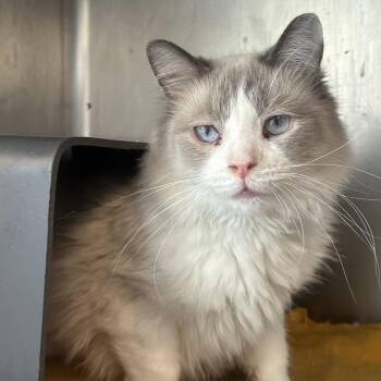 Spam -  Domestic Short Hair Cat for Adoption in Chicago, Illinois - Spam | PetCurious