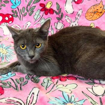 Mama Misty -  Domestic Medium Hair Cat Available for Adoption in Mt. Juliet, Tennessee - Mama Misty | PetCurious