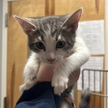 Dorito -  Domestic Short Hair Cat for Adoption in Chattanooga, Tennessee - Dorito | PetCurious