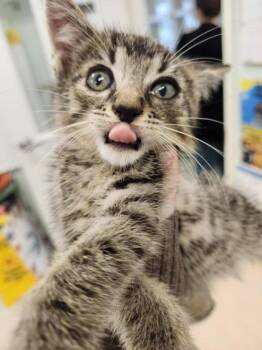 Alistar -  Domestic Short Hair Cat for Adoption in Columbus, Indiana - Alistar | PetCurious