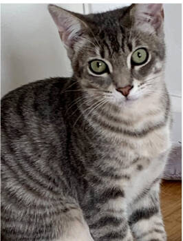 Rescue Domestic Short Hair Cats for Adoption in Salinas, California - Nix | PetCurious