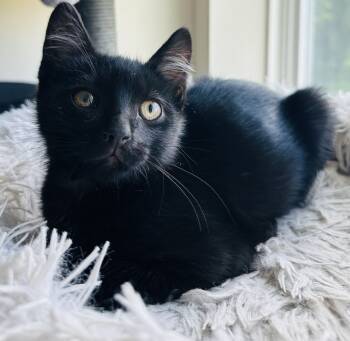 Rescue Domestic Short Hair Cats for Adoption in Harpers Ferry, West Virginia - Cole | PetCurious