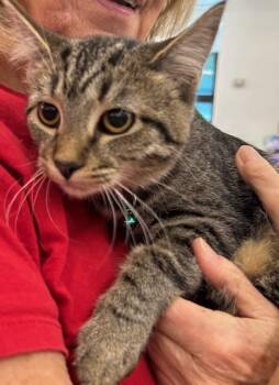 Domestic Short Hair Cats Available for Adoption - Sweet Caroline | PetCurious