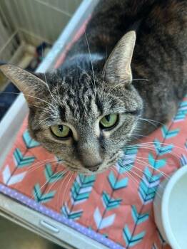 Domestic Short Hair Cats Available for Adoption - Sweetie | PetCurious